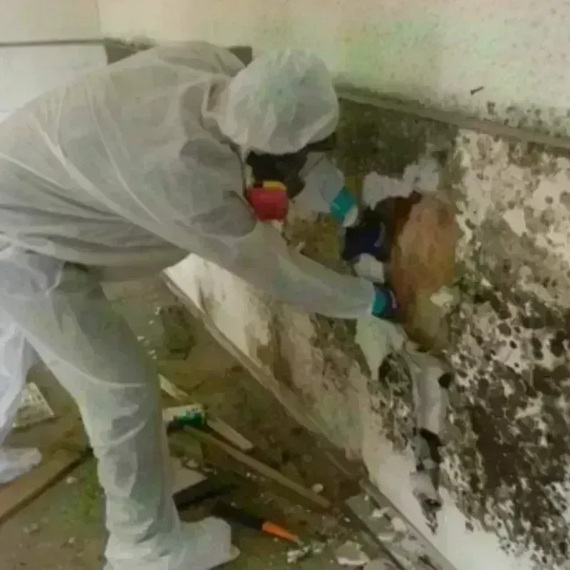 Mold Remediation and Removal in North Conway, NH